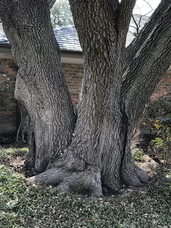 Mature heritage tree close to a Arkport property cared for by certified arborists